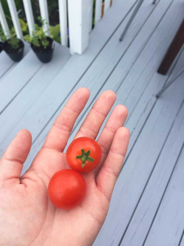 husky cherry tomatoes