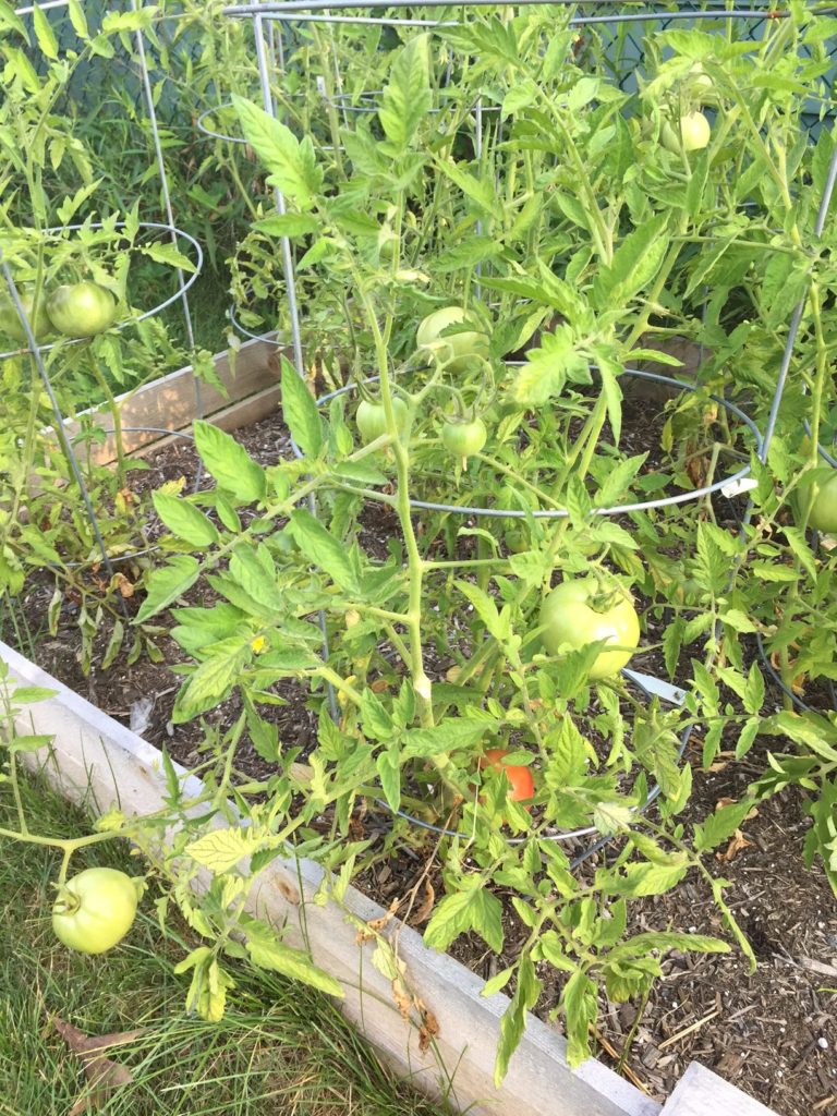 summer tomato recipes tomato plants