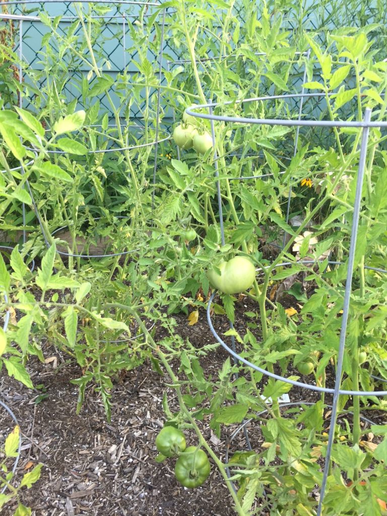 summer tomato recipes tomato plants 2
