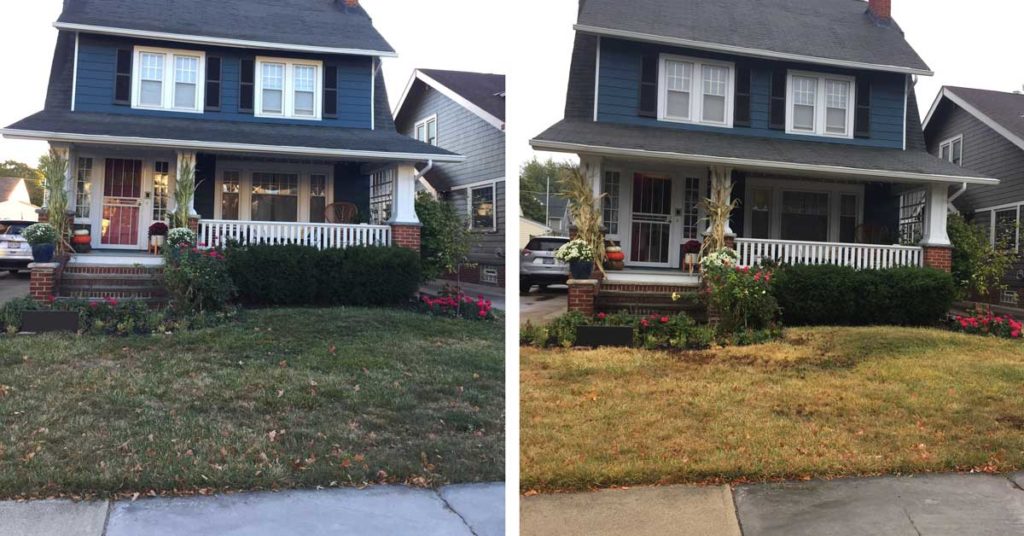 kill and plant new grass in the fall